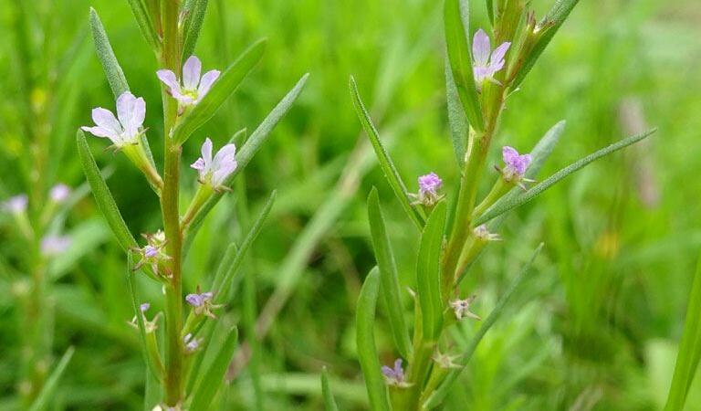 Grass-poly, planta redescoperită după zeci de ani