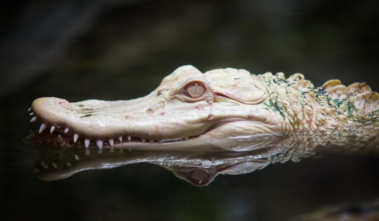Crocodilul Pearl a fost văzut – Crocodilul albinos