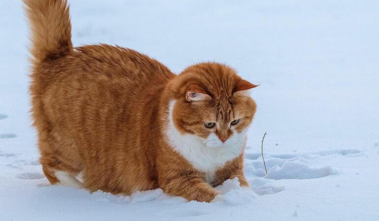 Ginger, pisica căreia îi place să se joace-n zăpadă