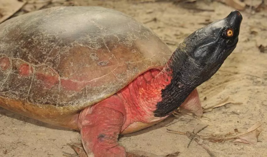 O grădină zoologică a salvat de la dispariție cea mai rară specie de țestoase