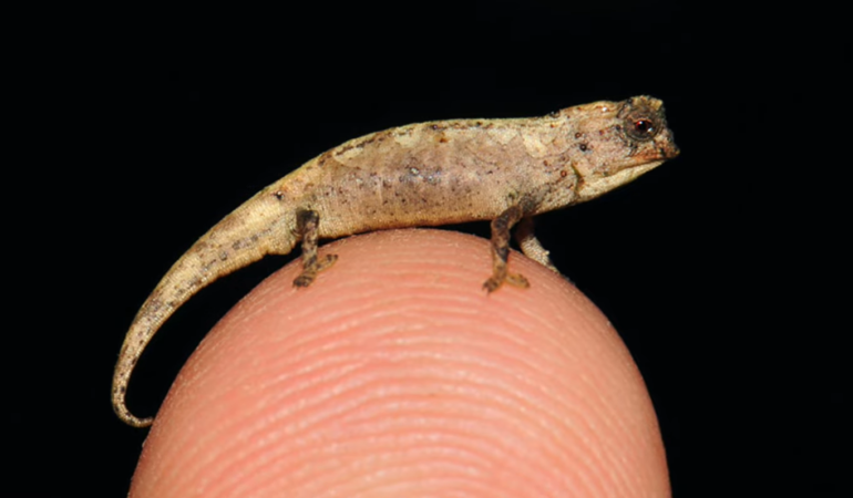 A fost descoperită cea mai mică reptilă din lume