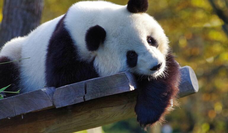 Cercetătorii au explicat de ce panda este alb cu negru