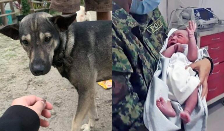 Un bebeluș abandonat a fost găsit de un câine