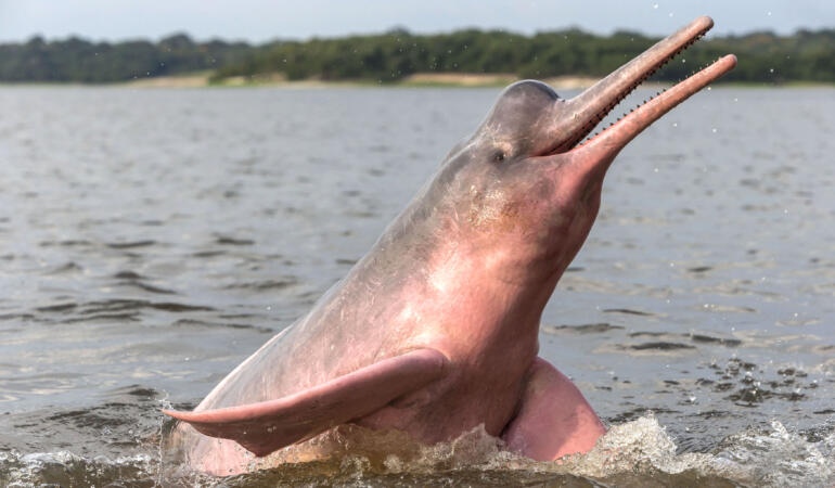 Cele mai neobișnuite animale care trăiesc pe Pământ. Delfinul de Amazon, cel mai mare delfin de apă dulce