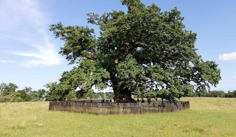 Cel mai în vârstă copac din România: Bătrânul Carpaților