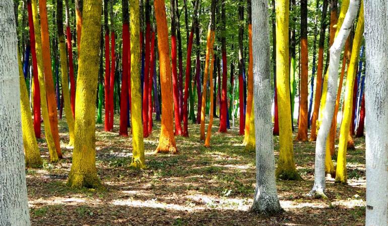Locuri de poveste din România: Pădurea colorată de la Poienari