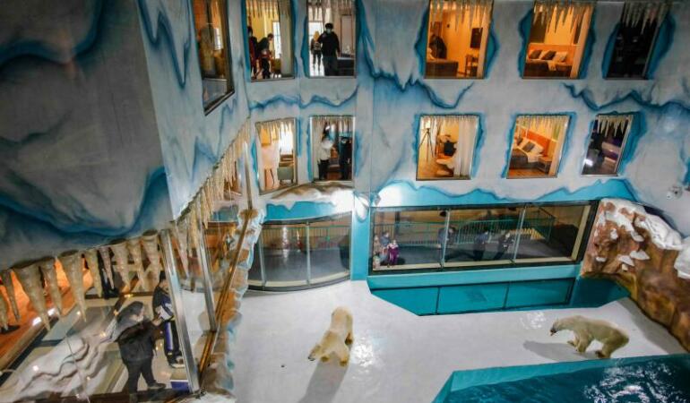 S-a deschis primul hotel din lume în care poți dormi cu un urs polar