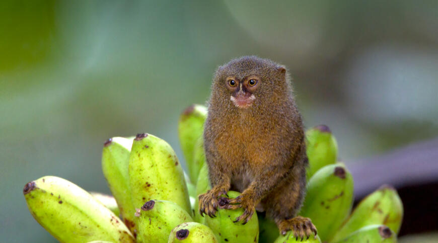 cea mai mică maimuță din lume