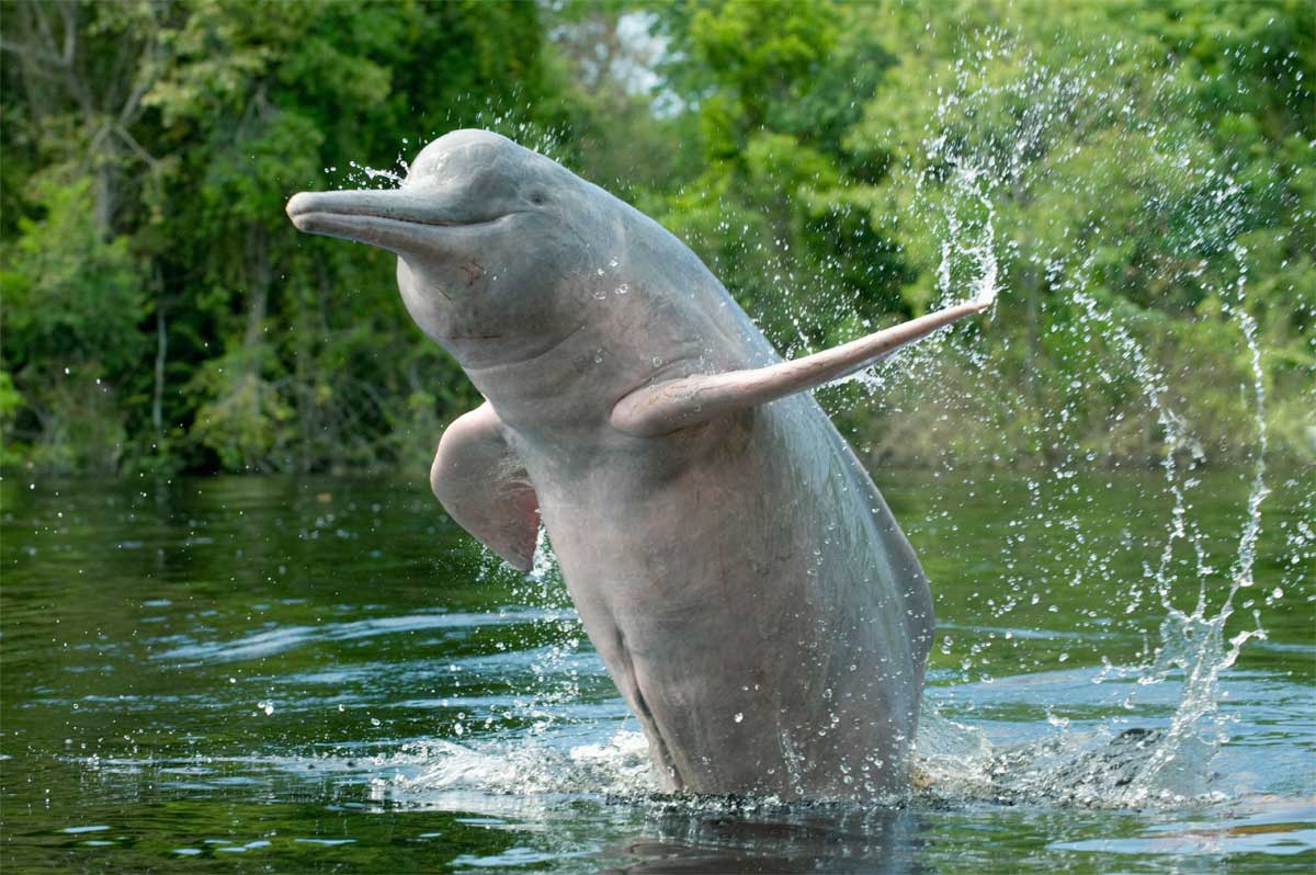 delfin de apă dulce