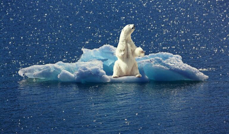Urșii polari folosesc de patru ori mai multă energie pentru a supraviețui