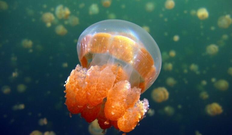 Cele mai neobișnuite animale care trăiesc pe Pământ. Meduza aurie, singura meduză care nu curentează