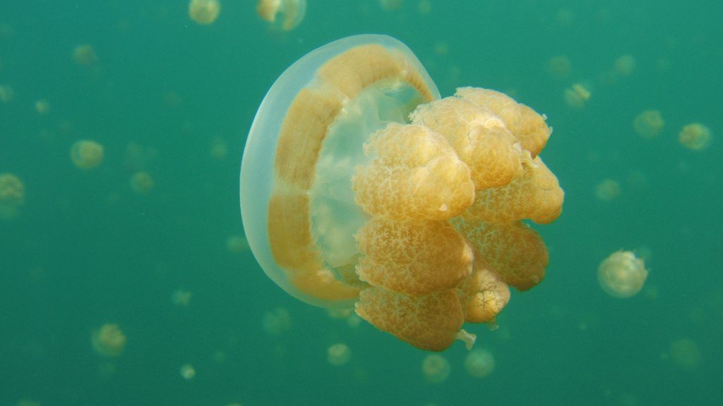singura meduză care nu curentează