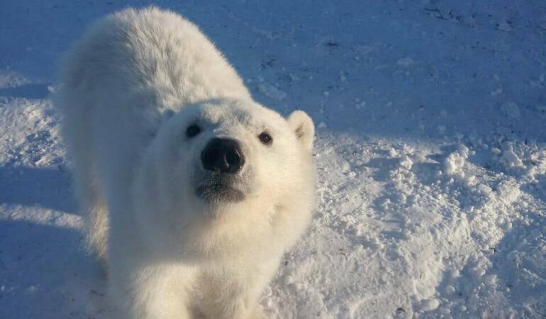 Minerii au salvat de pe o insulă un urs polar orfan