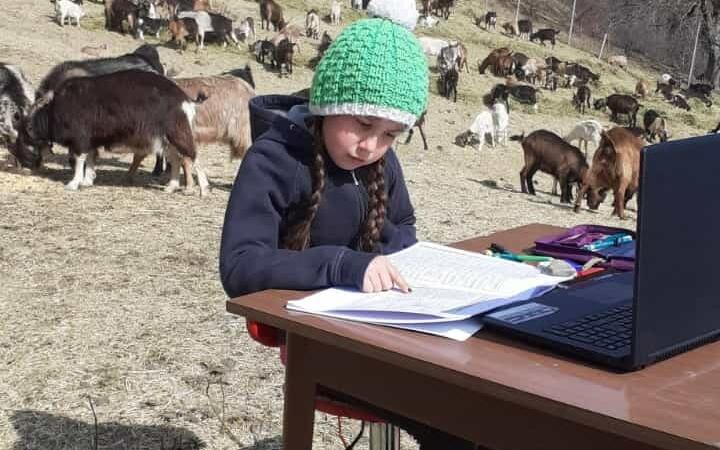 O fetiță face școală online printre capre și ieduți