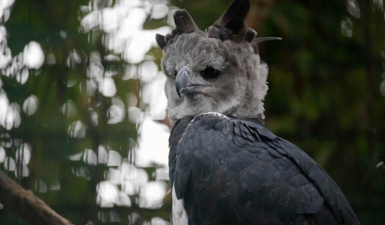 Cele mai neobișnuite animale care trăiesc pe Pământ. Vulturul harpie, cea mai puternică pasăre din lume