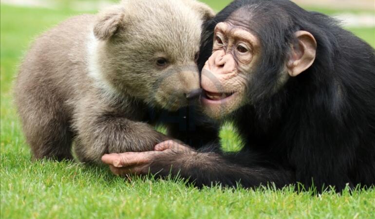 Un pui de urs și un cimpanzeu au devenit cei mai buni prieteni