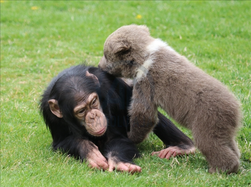 Un pui de urs și un cimpanzeu au devenit cei mai buni prieteni