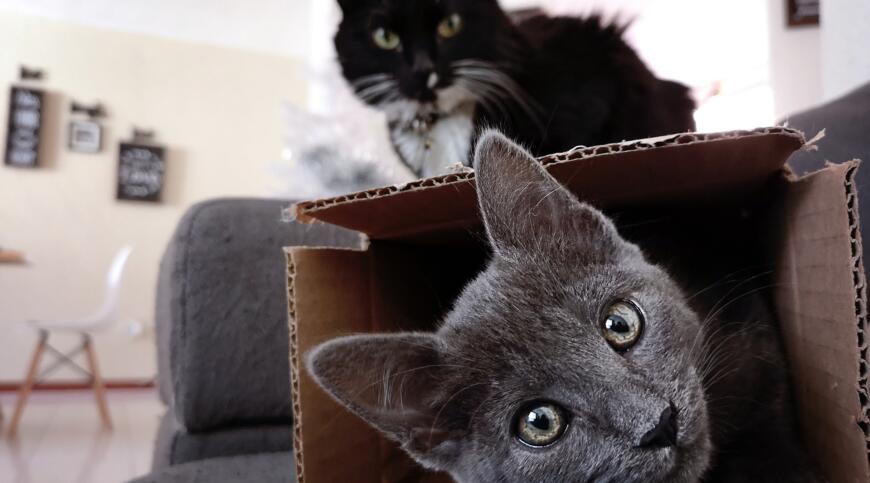 Pisicilor le place să stea în cutii. Iată de ce