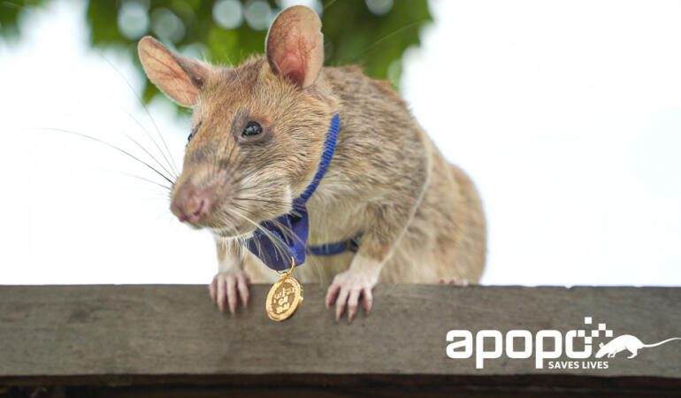 Magawa, șobolanul care a primit o medalie de aur, iese la pensie