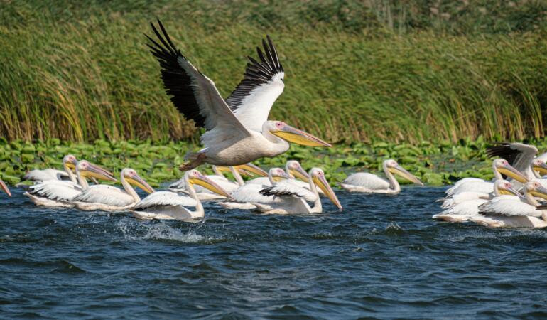 Pelicanii s-au întors în Parcul Natural Balta Mică a Brăilei