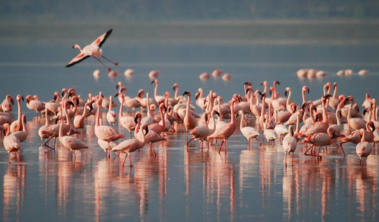 Păsările flamingo au venit în România, însă oamenii le-au alungat