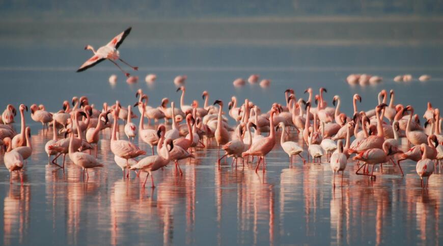 Păsările flamingo au venit în România, însă oamenii le-au alungat