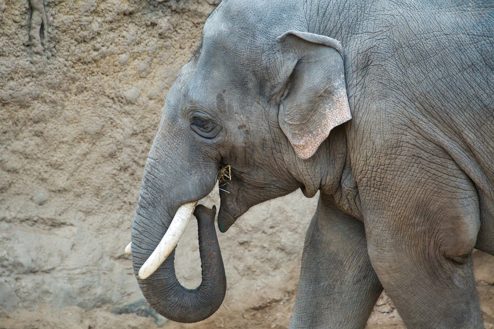 Слоновые уши
