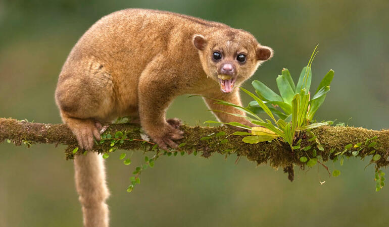 Cele mai neobișnuite animale care trăiesc pe Pământ. Kinkanju, ruda exotică a ratonului