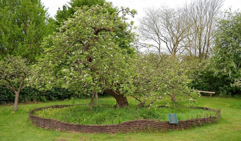 Știați că pomul care l-a inspirat pe Isaac Newton încă există?