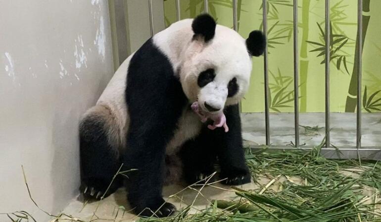 S-a născut primul pui de panda uriaș în captivitate. Copiii vor alege numele