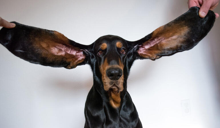 Lou, câinele cu cele mai lungi urechi. A intrat în Cartea Recordurilor