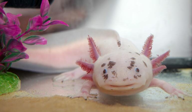 Cele mai neobișnuite animale care trăiesc pe Pământ. Axolotl, salamandra cu super-puteri