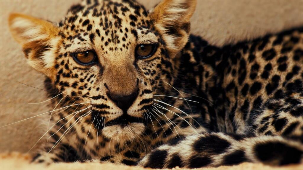 cea mai mică specie de leopard