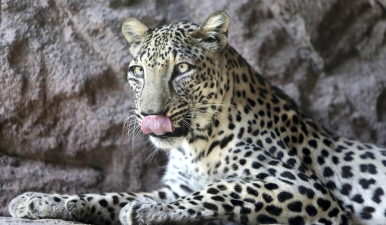 Cele mai neobișnuite animale care trăiesc pe Pământ. Leopardul arab, cea mai mică specie de leopard