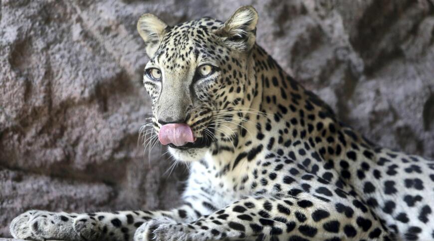 cea mai mică specie de leopard