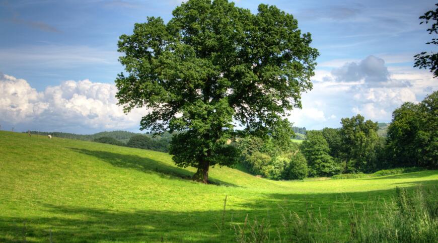 Copacii se adaptează schimbărilor climatice