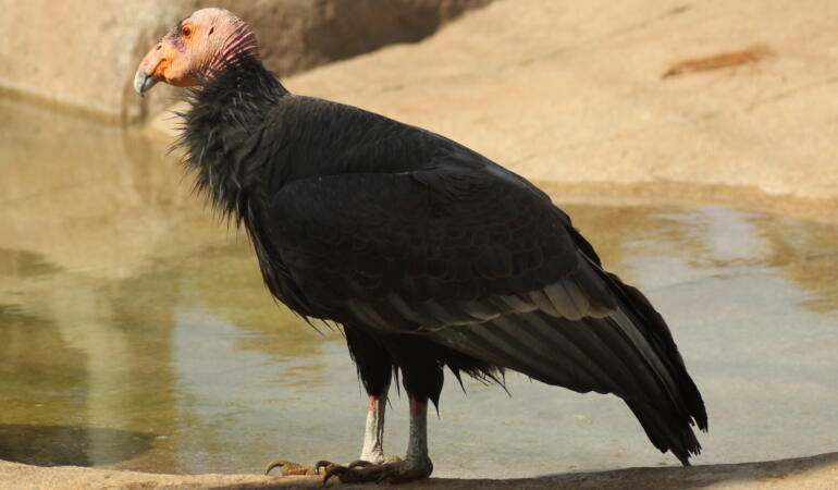 Cele mai neobișnuite animale care trăiesc pe Pământ. Condorul californian, cea mai mare pasăre din America de Nord