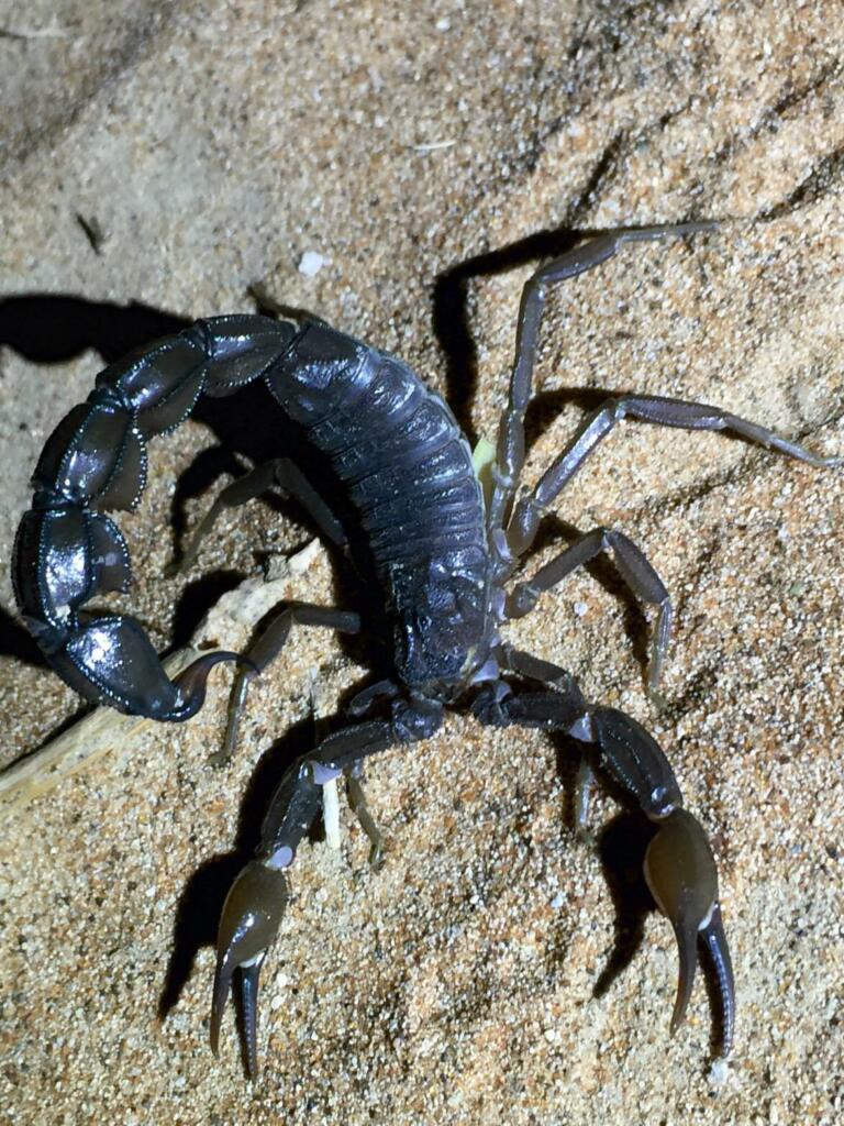 Scorpionul cu coadă groasă