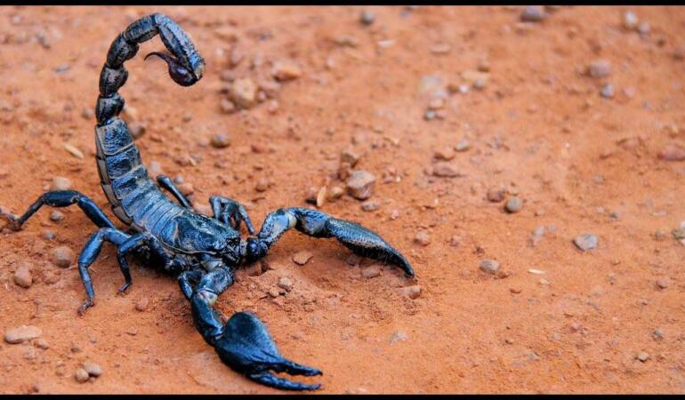 Cele mai neobișnuite animale care trăiesc pe Pământ. Scorpionul cu coadă groasă, „ucigătorul de oameni”
