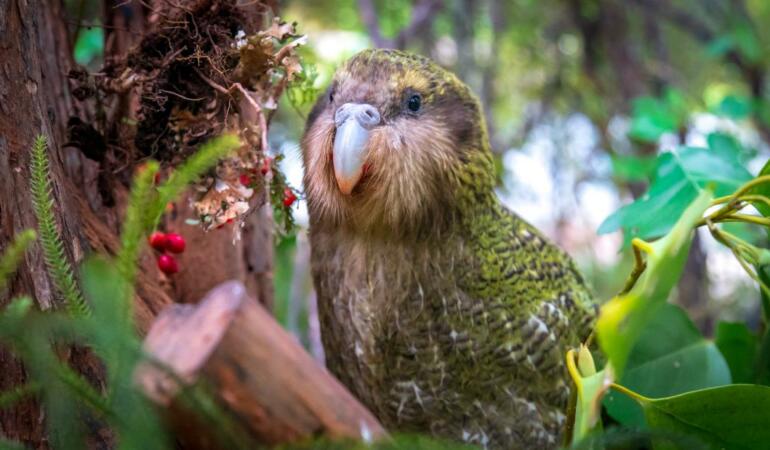 Cele mai neobișnuite animale care trăiesc pe Pământ. Kakapo, singurul papagal nezburător