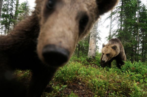 Urșii devin cameramani. Noua campanie online marca WWF