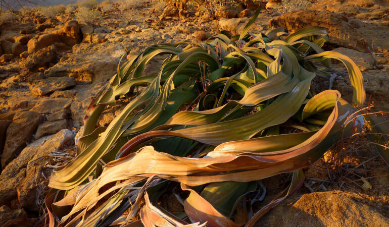 Cele mai interesante plante din lume. Welwitschia mirabilis, fosila vie