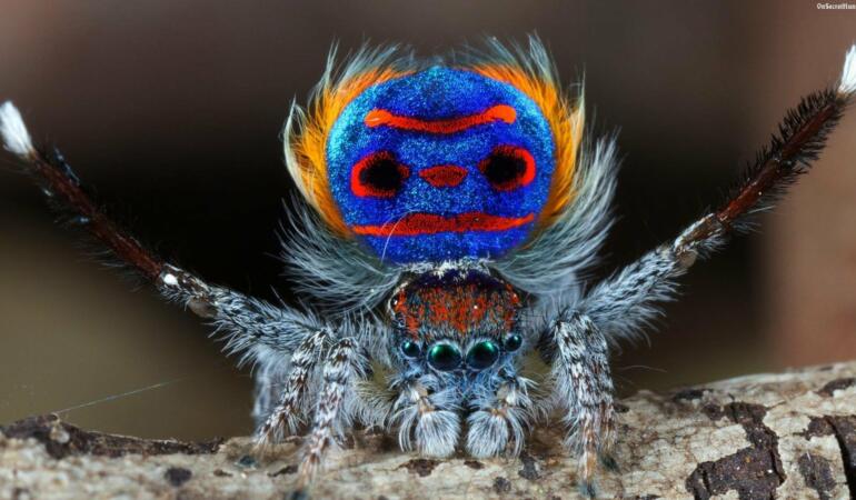 Cele mai neobișnuite animale care trăiesc pe Pământ. Păianjenul păun, cel mai drăguț păianjen din lume