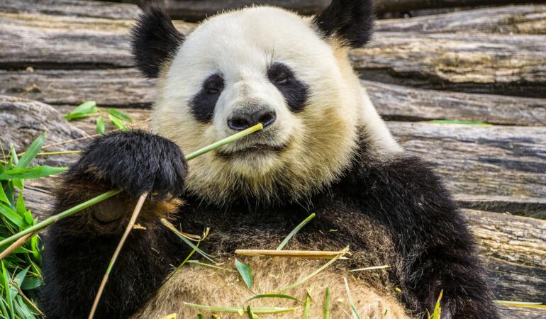 Cele mai neobișnuite animale care trăiesc pe Pământ. Ursul panda, „ursul-pisică”
