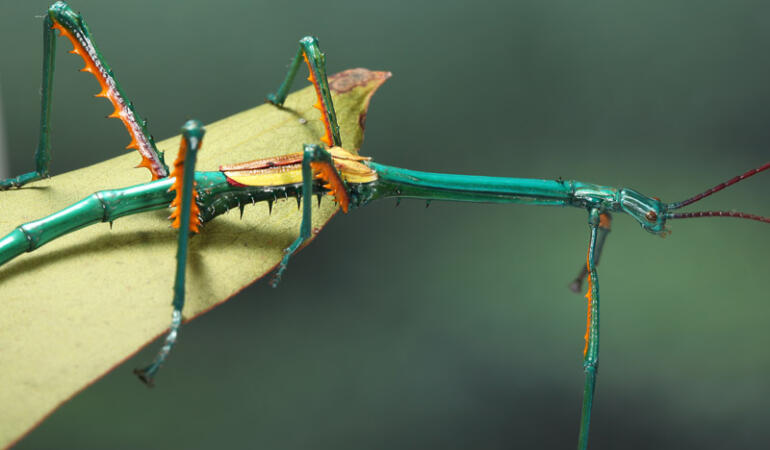 Cele mai neobișnuite animale care trăiesc pe Pământ. Achrioptera fallax, insecta băț colorată din Madagascar