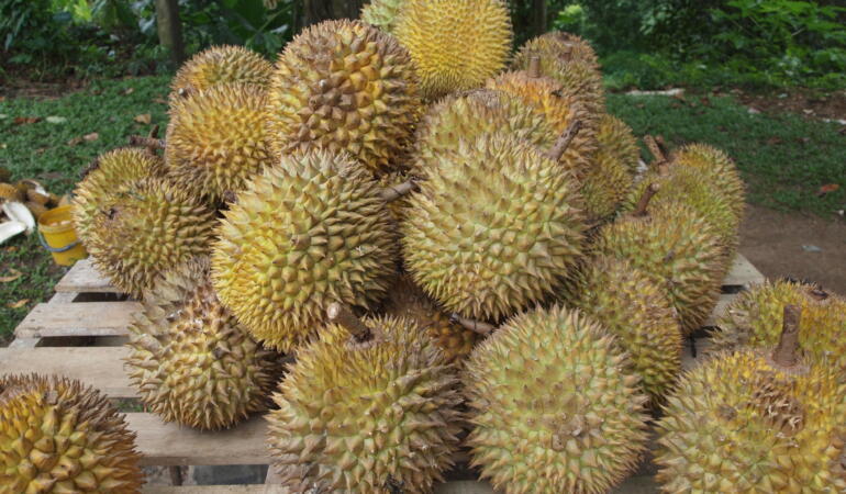 Cele mai interesante plante din lume. Durian, fructul care miroase oribil, dar e gustos și plin de beneficii pentru sănătate