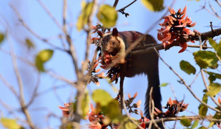Cele mai neobișnuite animale care trăiesc pe Pământ. Veverița gigantică indiană, cea mai colorată veveriță