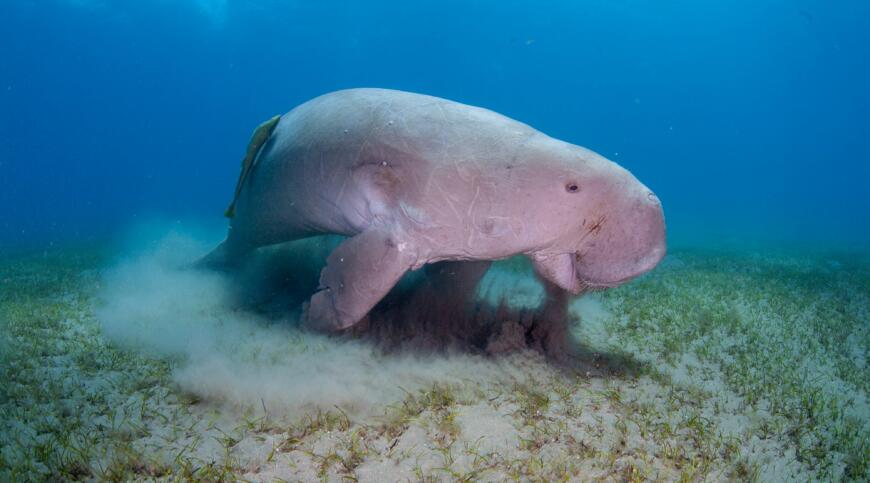 Dugong