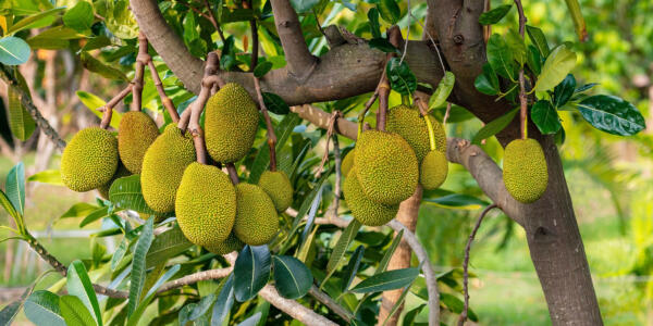 Jackfruit