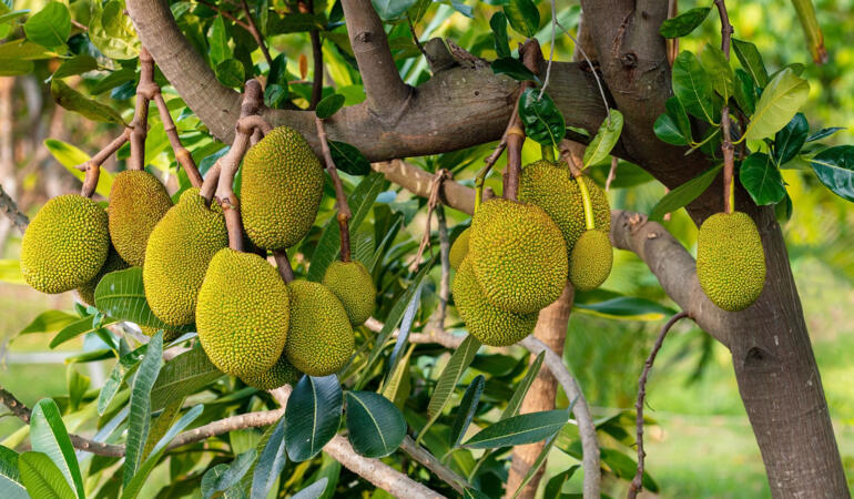 Cele mai interesante plante din lume. Jackfruit, cel mai mare fruct care crește în copac